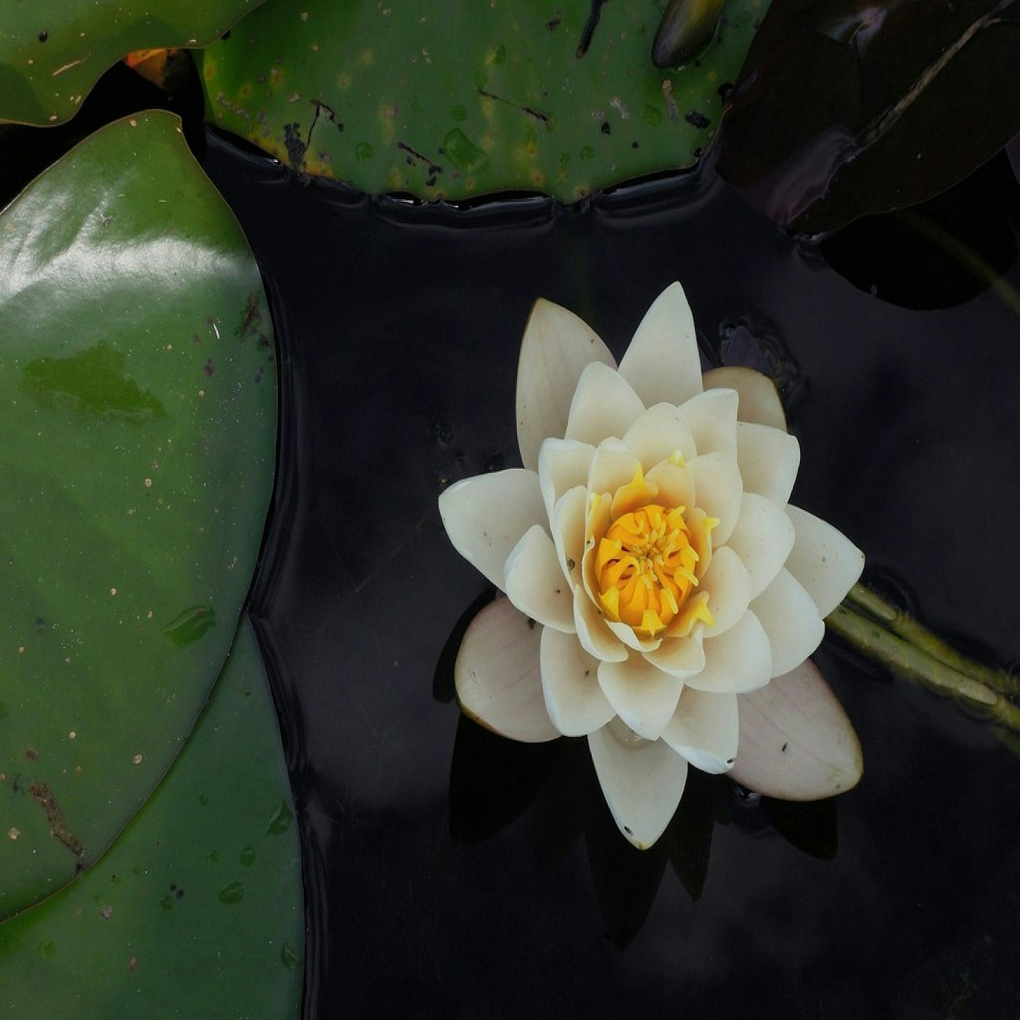 Sicilian Lotus