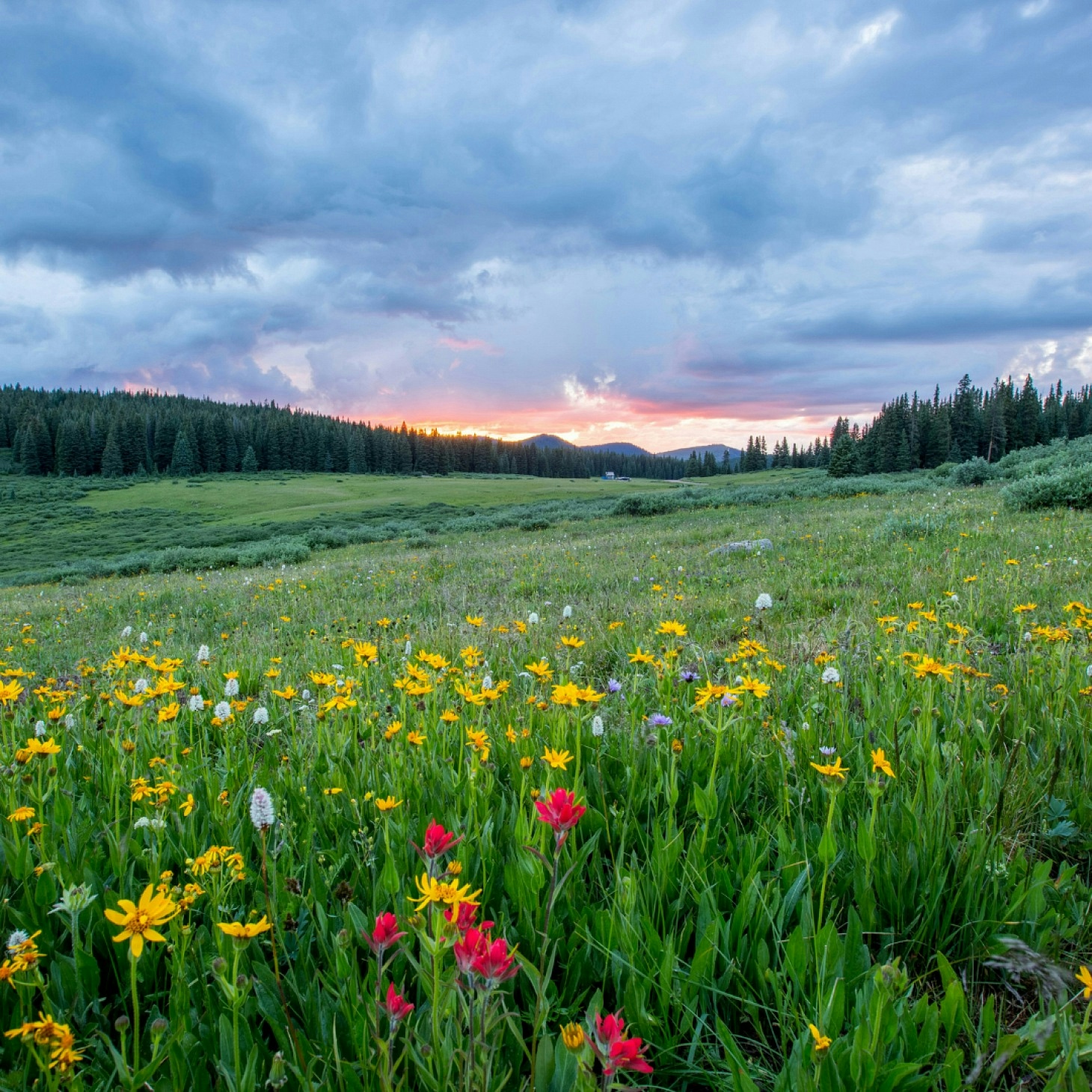 Spring in the Countryside